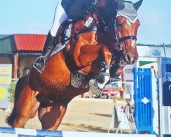 jumper Spaceman 11 (German Sport Horse, 2010, from Syltus)