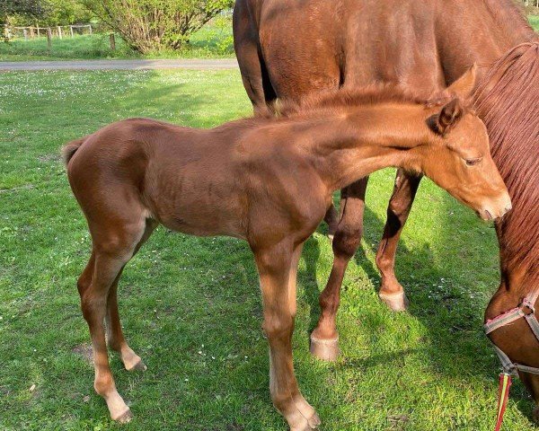 dressage horse Fohlen 2025 (Trakehner,  , from Zauberdesign)