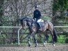 jumper Finija (Oldenburg, 2019, from For Gold OLD)