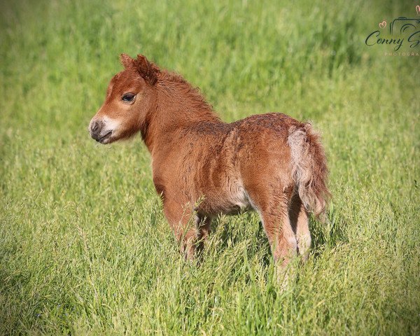 horse Honiera von Repgow (Shetland pony (under 87 cm), 2021, from Meechlands Dragon Fly)