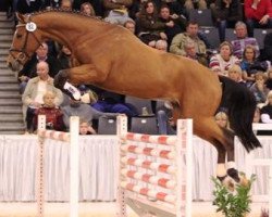 stallion Qudiam's Son (Hanoverian, 2009, from Quidam de Revel)