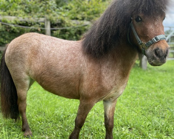 Pferd Amaretta vom Borkenbrink (Dt.Part-bred Shetland Pony, 2017, von Amor vom Borkenbrink)