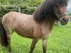 Pferd Amaretta vom Borkenbrink (Dt.Part-bred Shetland Pony, 2017, von Amor vom Borkenbrink)