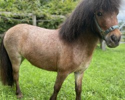 horse Amaretta vom Borkenbrink (Dt.Part-bred Shetland pony, 2017, from Amor vom Borkenbrink)