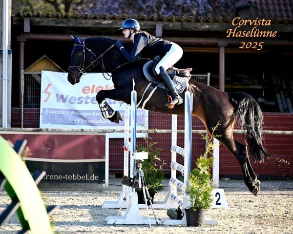 jumper Corvista (Westphalian, 2019, from Conthargos)