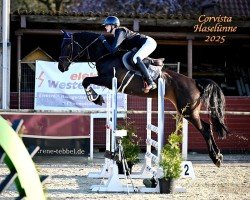jumper Corvista (Westphalian, 2019, from Conthargos)