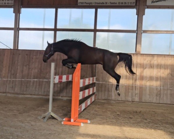 Pferd Howard de Premier RM (Deutsches Sportpferd, 2018, von Hold Up Premier)
