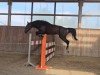 Pferd Howard de Premier RM (Deutsches Sportpferd, 2018, von Hold Up Premier)