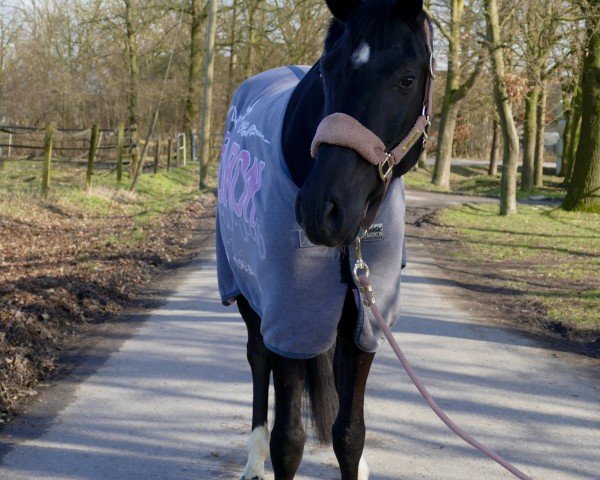 dressage horse Für immer Flo (Hanoverian, 2021, from For Romance I)