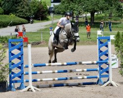 Springpferd Honey 124 (Irish Sport Horse, 2015, von Boherdeal Clover)