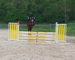 jumper Quastro 4 (Oldenburg show jumper, 2017, from Quasimodo vd Molendreef)