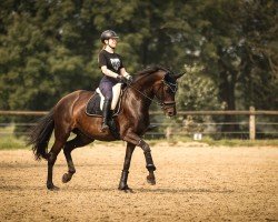 dressage horse Frau Fleur (Westphalian, 2017, from Fürstenball)
