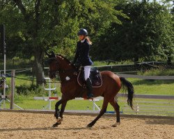 jumper Shirkahn H (German Riding Pony, 2001, from Santo)