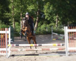 jumper Django (Oldenburg show jumper, 2010, from Diarado)