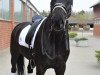 dressage horse Charmeur 429 (Hanoverian, 2010, from Contendros Bube)