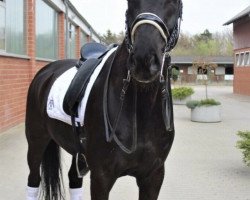 dressage horse Charmeur 429 (Hanoverian, 2010, from Contendros Bube)