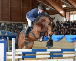 stallion Queens King (Holsteiner, 2009, from Quidam de Revel)