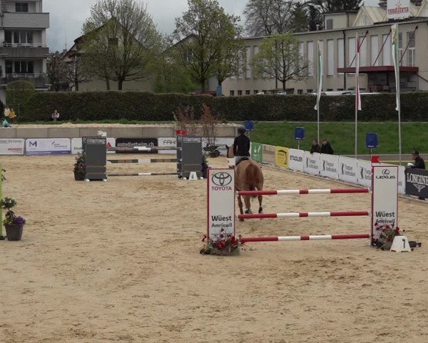 Reitturnier Amriswil 2025