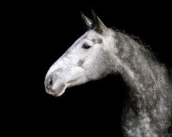 jumper Jackman du Mont (Zangersheide riding horse, 2016, from Jingo Di Dieu D Arras)