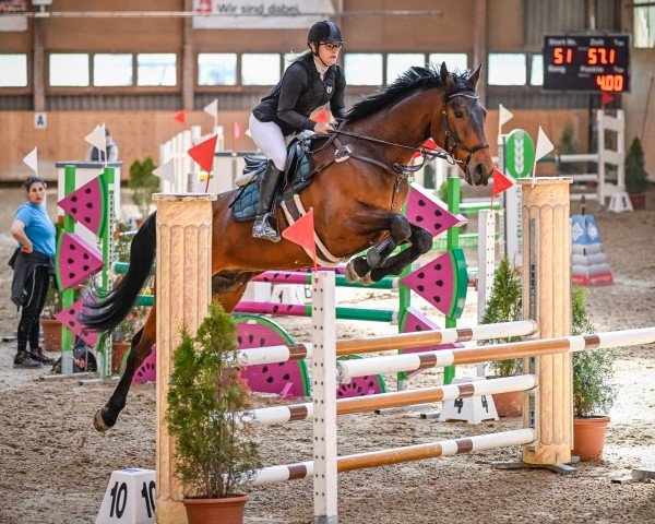 jumper Skylimit (Hanoverian, 2019, from Skyliner 5)