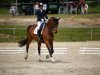 dressage horse Da Vinci 269 (Hanoverian, 2005, from Don Roncalli)