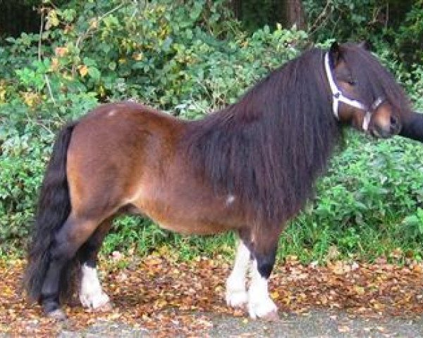 Deckhengst Larsto v.d.Berkenhoeve (Shetland Pony (unter 87 cm), 1996, von Gold Star van de Beatrixlaan)