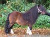 Deckhengst Larsto v.d.Berkenhoeve (Shetland Pony (unter 87 cm), 1996, von Gold Star van de Beatrixlaan)