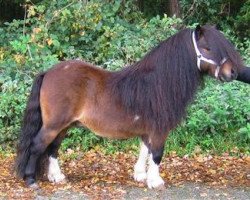 stallion Larsto v.d.Berkenhoeve (Shetland pony (under 87 cm), 1996, from Gold Star van de Beatrixlaan)