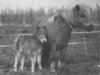 broodmare North Wells Rose Ba-Ba (Shetland pony (under 87 cm),  , from Stanhoe Happy Wanderer)