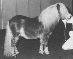 stallion Dreadnought-Dynamic van de Beemster (Shetland pony (under 87 cm), 1989, from Parlington Pimpernell)