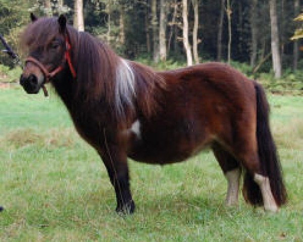 Zuchtstute Sandij van Stal Haarsteeg (Shetland Pony (unter 87 cm), 2002, von Larsto v.d.Berkenhoeve)
