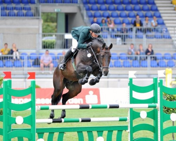 stallion van Helsing (Hanoverian, 2007, from Valentino)