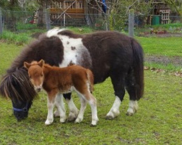 horse Hornisse von Repgow (Shetland pony (under 87 cm), 2021, from Meechlands Dragon Fly)