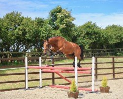 jumper Toronto van 't Hof Ter Dale (Belgian Warmblood, 2019, from Douglas)