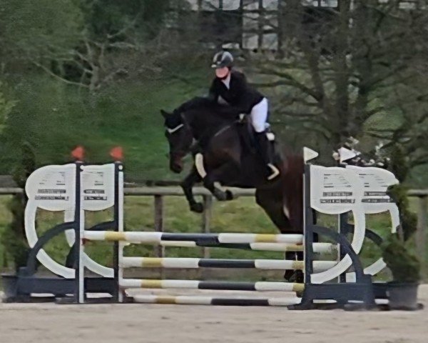 jumper HG Amazing Balou (Westphalian, 2021, from Balous Bellini)
