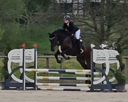 jumper HG Amazing Balou (Westphalian, 2021, from Balous Bellini)