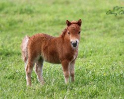 jumper Hallali von Repgow (Shetland pony (under 87 cm), 2021, from Thorax von Repgow)