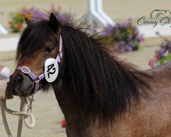 Pferd Hondine von Repgow (Shetland Pony (unter 87 cm), 2016, von Sir Paul)