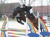 Springpferd D'Amour du Foret Z (Zangersheide Reitpferd, 2018, von Dominator 2000 Z)