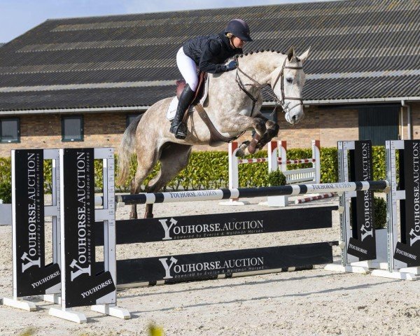 broodmare Onassis SB (KWPN (Royal Dutch Sporthorse), 2019, from Poker de Mariposa Tn)