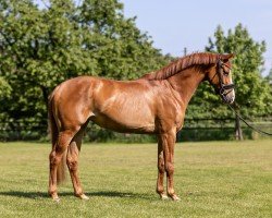 dressage horse Dashing Daylight (Hanoverian, 2020, from Da Costa)