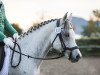 dressage horse MBM Nafis ox (Arabian thoroughbred, 2010, from PA NIL AMIR ox)