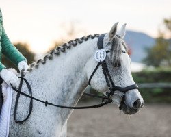 dressage horse MBM Nafis ox (Arabian thoroughbred, 2010, from PA NIL AMIR ox)