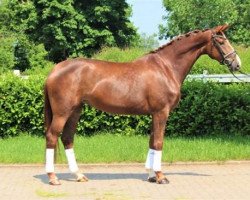 dressage horse Bahira (German Warmblood, 2017, from Hengst von Belissimo M)