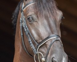 jumper Kasimir 11 (German Sport Horse, 2013, from Korano B)