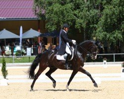 dressage horse Landarin K (Württemberger, 2013, from Lord Leopold 7)