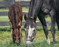 broodmare Gun D´oro xx (Thoroughbred, 2021, from Medaglia d'Oro xx)