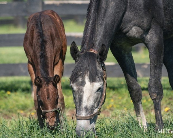 foal by Stute von McKinzie xx (Thoroughbred, 2025, from Mckinzie xx)