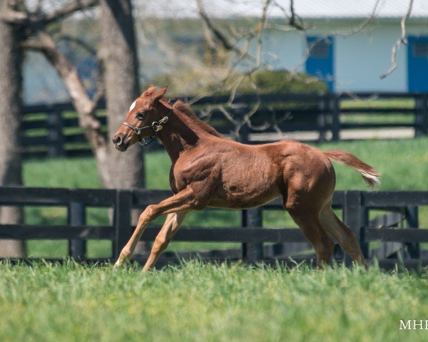 foal by Stute von Munnings xx (Thoroughbred, 2025, from Munnings xx)