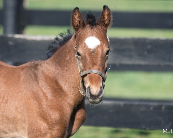 foal by Hengst von Authentic xx (Thoroughbred, 2025, from Authentic xx)